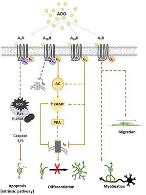 A2B Adenosine Receptors and Sphingosine 1-Phosphate Signaling Cross-Talk in Oligodendrogliogenesis